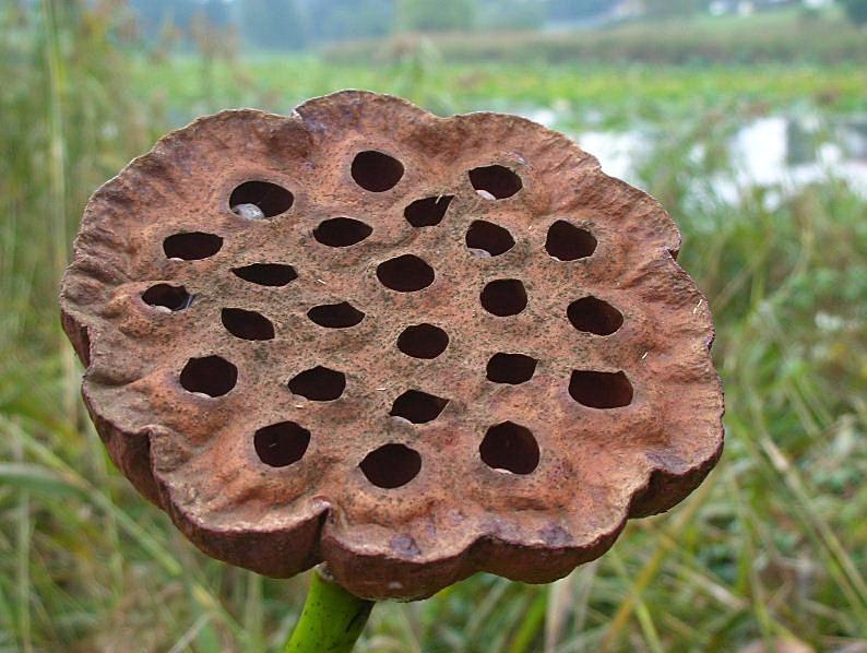 Nelumbo nucifera  / Fior di Loto, Nelumbo